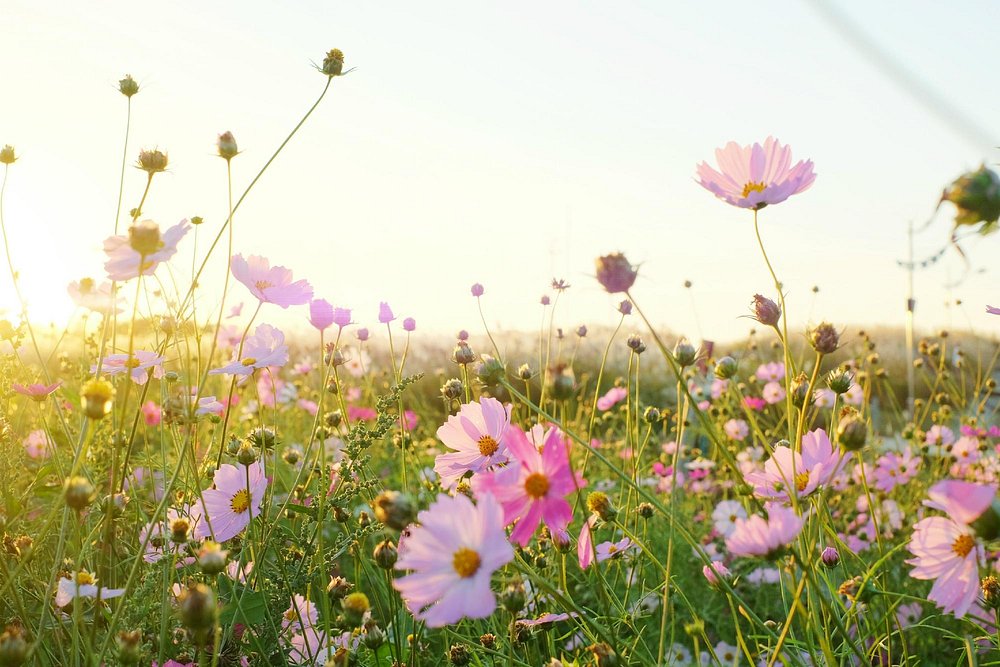 ccd1d648a4a910b13f976388830c3371_1752456005_432.jpg ccd1d648a4a910b13f976388830c3371_1752456005_432.jpg